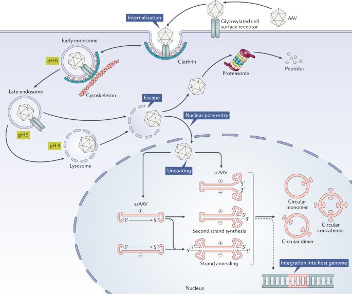 Adeno-associated virus vector as a platform for gene therapy delivery |  Nature Reviews Drug Discovery