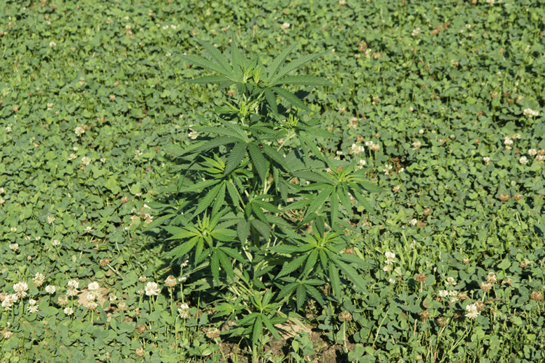 Foto colorida de uma planta de cannabis e trevos plantados juntos