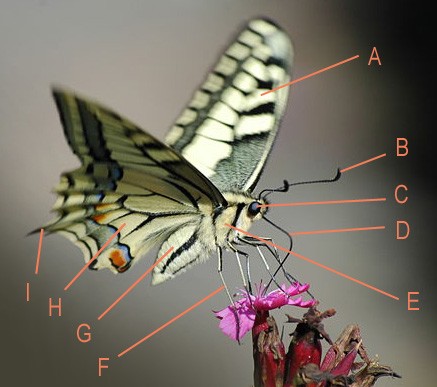 Tipos de mariposa