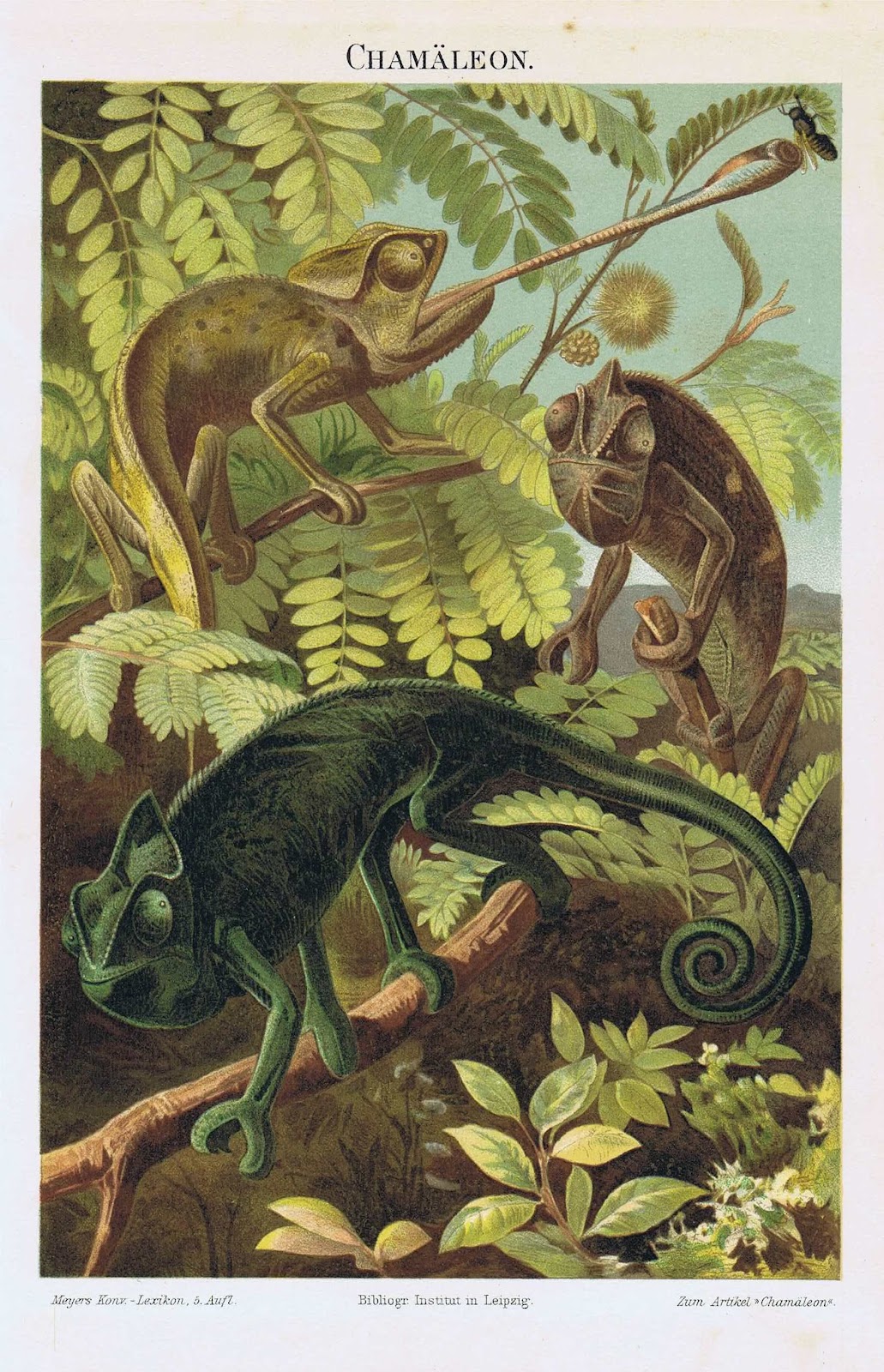 old print chameleon 1897 | Nature illustration, Fauna illustration ...