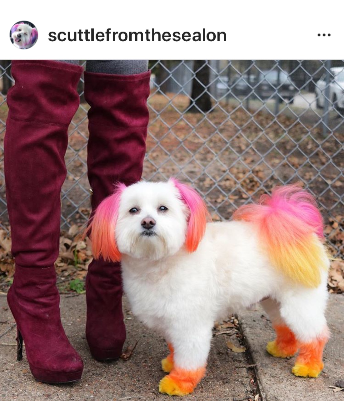 Instagram Screenshot of puppy Fashion color!