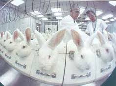 Image result for deep meaningful pictures about animal testing