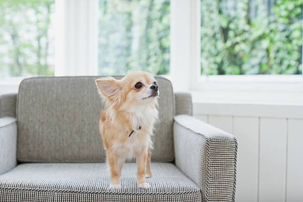 Factors That Affect a Chihuahua's Behavior