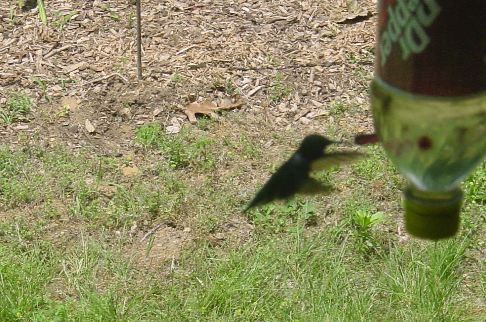 Out of focus hummingbird hovers near a Dr. Pepper bottle feeder.