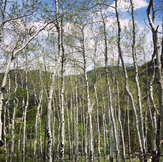 Aspen trees in the spring, with some green leaves.