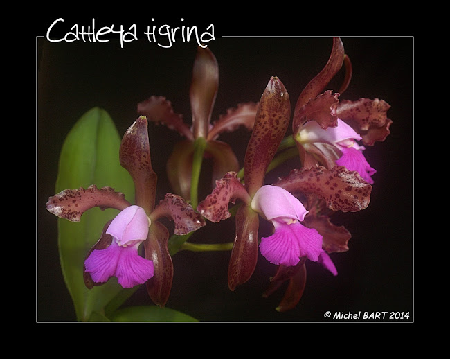 Cattleya tigrina (leopoldii) n°1 YZqDLzh7qrD04CWrVl9a10CGtqselcnMLFvKVsCsGnE=w650-h518-no