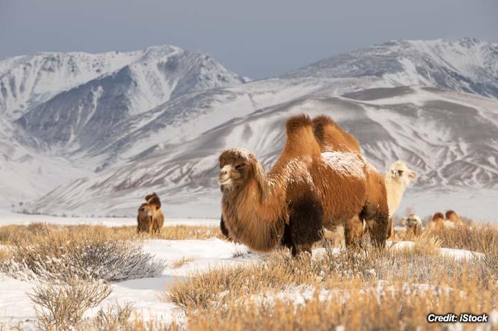 Respiratory Depression in Bactrian Camels 2.jpg