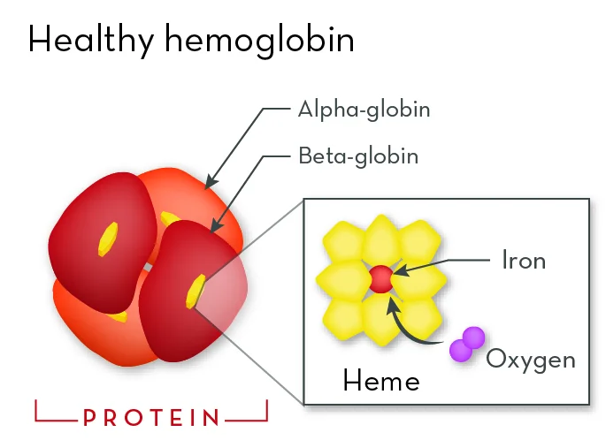 nutrient that is critical for hemoglobin synthesis