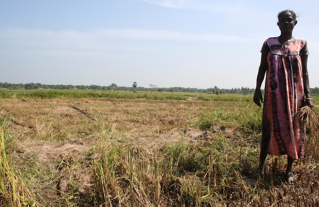 A woman stands in front of her parched paddy land in the eastern Batticaloa District, one of Sri Lanka's largest paddy-producing regions, that has been hit by the 11-month-long drought. Credit: Amantha Perera/IPS