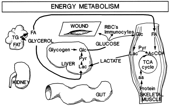 Energy metabolism
