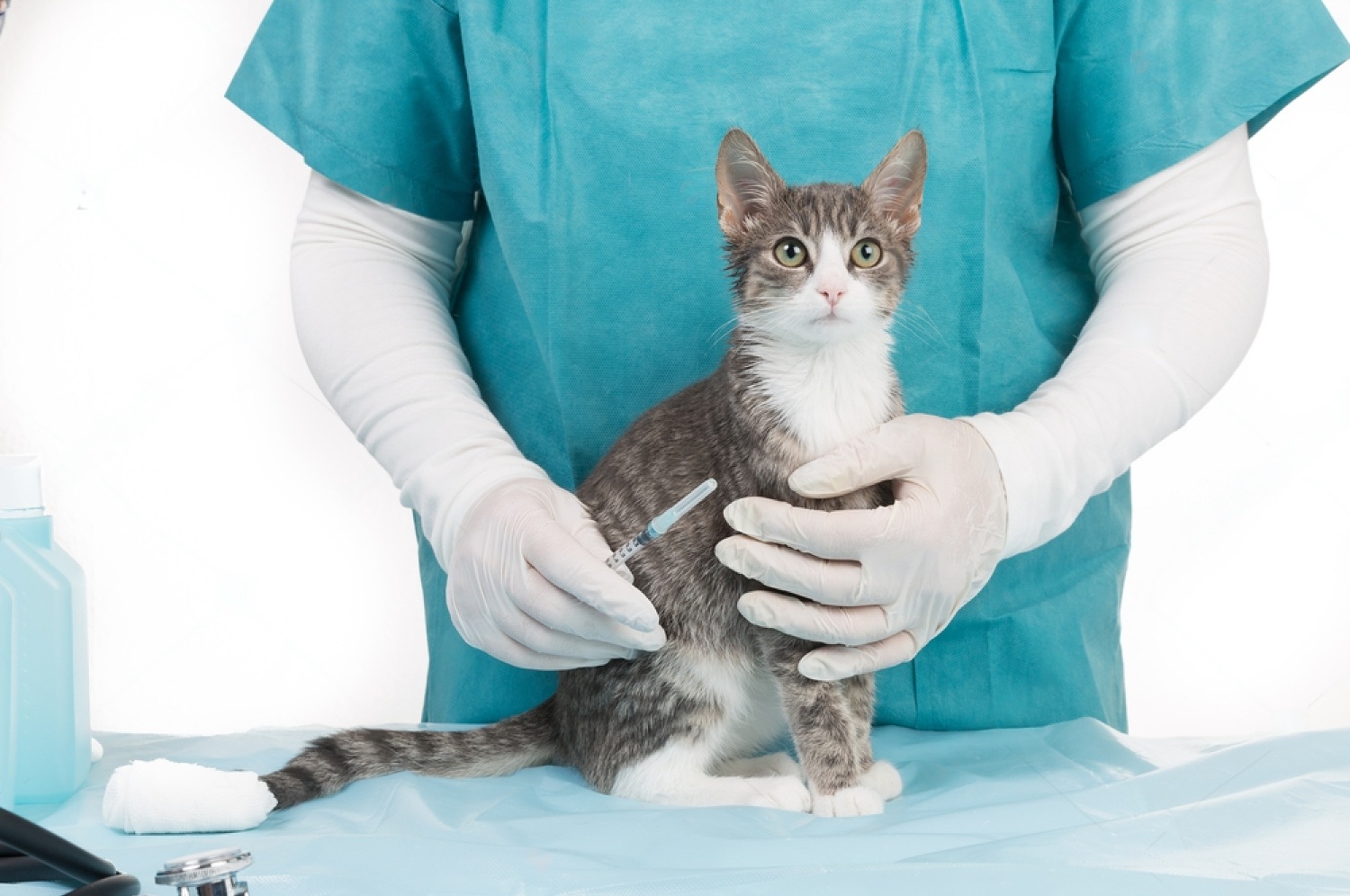 When To Euthanize A Cat With Feline Leukemia? 3 Yf o7wwkRL2 RqhfLEuyZWSpaImypxIFSHGW gcmH HWFR3GKZnC7DGXIV qOf3gzC OUw4DmPmIvbYaylYLf3r MZxxE9RPwFlRnFoD6CNoxMnZcjxo5 yljf0qTK iVW9BEBM37fKoDBlJHEFSI0