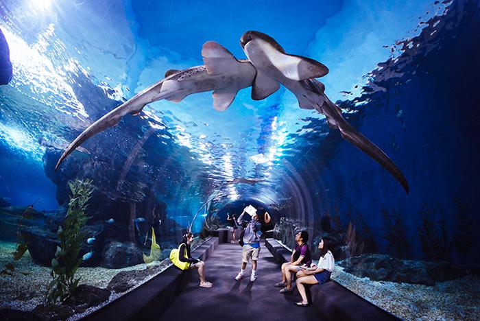 เที่ยว 5 Aquarium สวยน้ำใสใกล้กรุงเทพ4