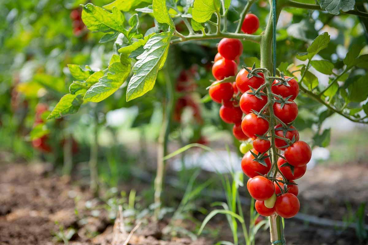 tomatoes green inside safe to eat