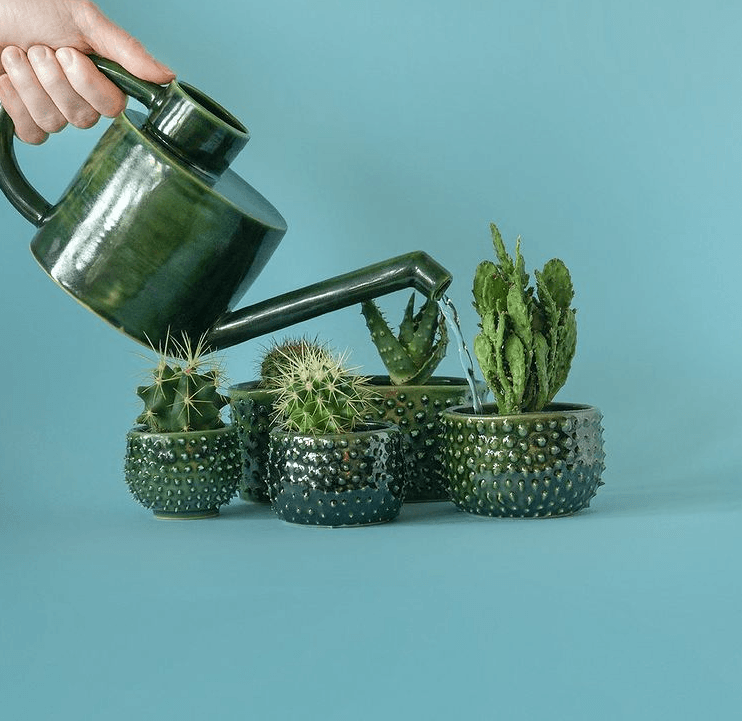How To Care For A Cactus - Water Requirements