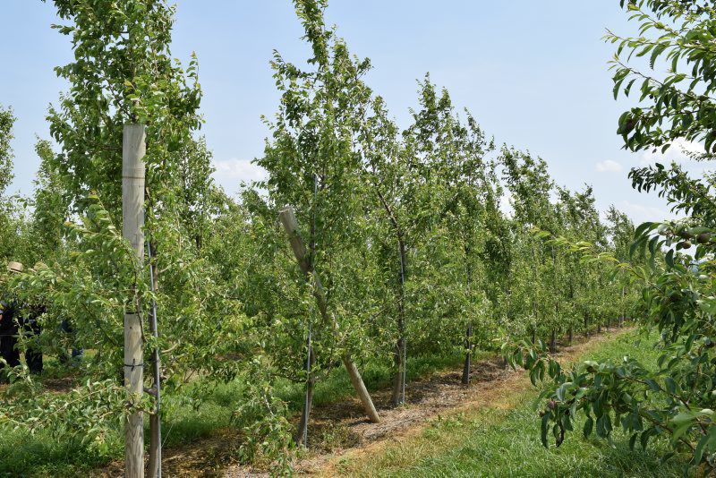 LF20190608-Pears-1.jpg