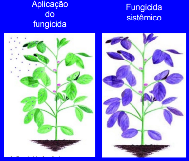 Tipos de fungicidas: Translocação de um fungicida sistêmico