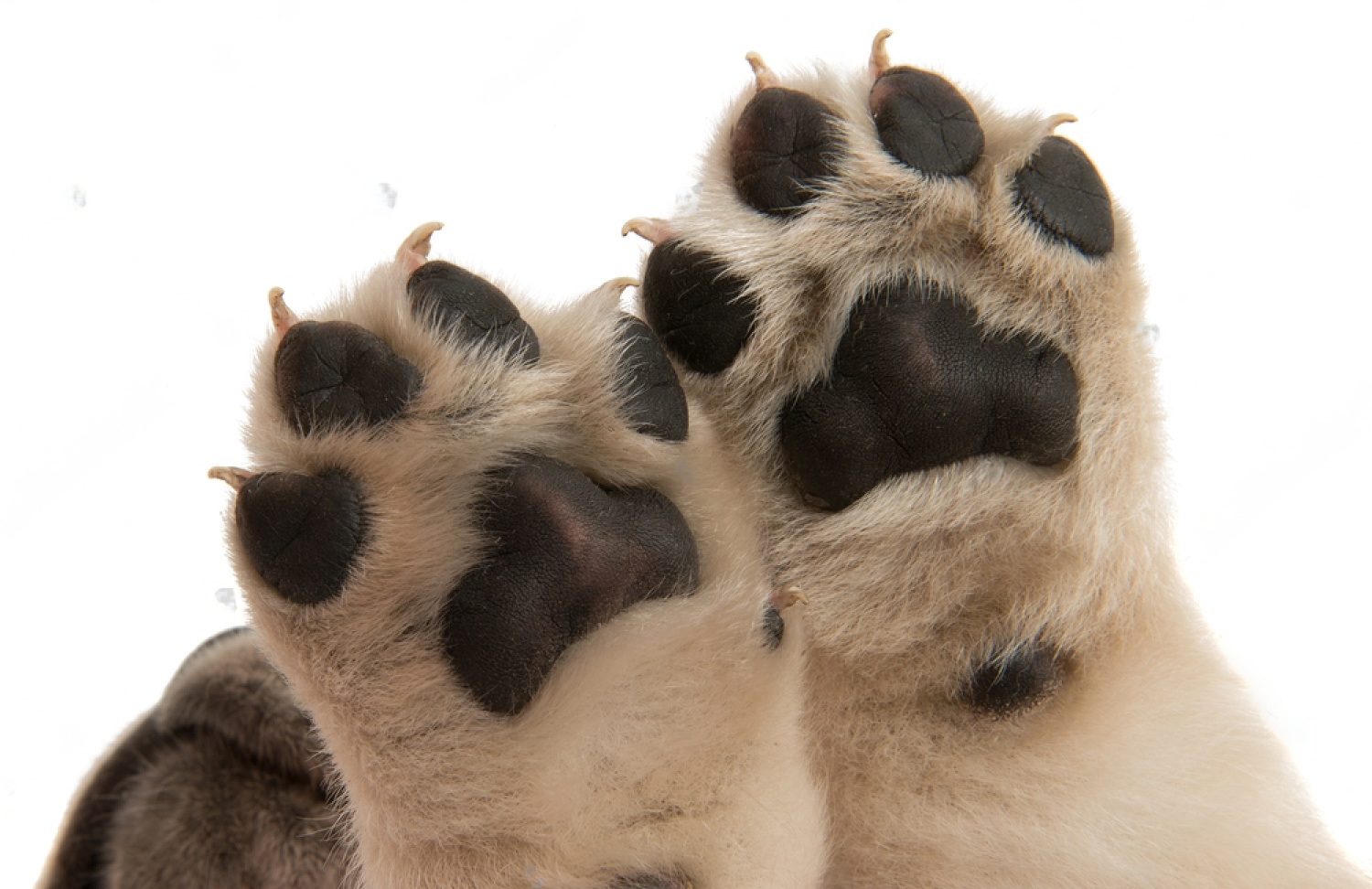 Dog Paw Pad Peeling 6 YkH0CZTubSlf0K9sXCasWevRFApESLM4Go6JZLgueYKlE HXMi0SvLZIynBTBMKNoE5 5yMMeutONlBuf6xf4ebJ6a9k2BYFjCaCQZ FNFrpN89pXEESLHEXZO1YPMYjrmmCvvXpDA3cRNu56k3L64A
