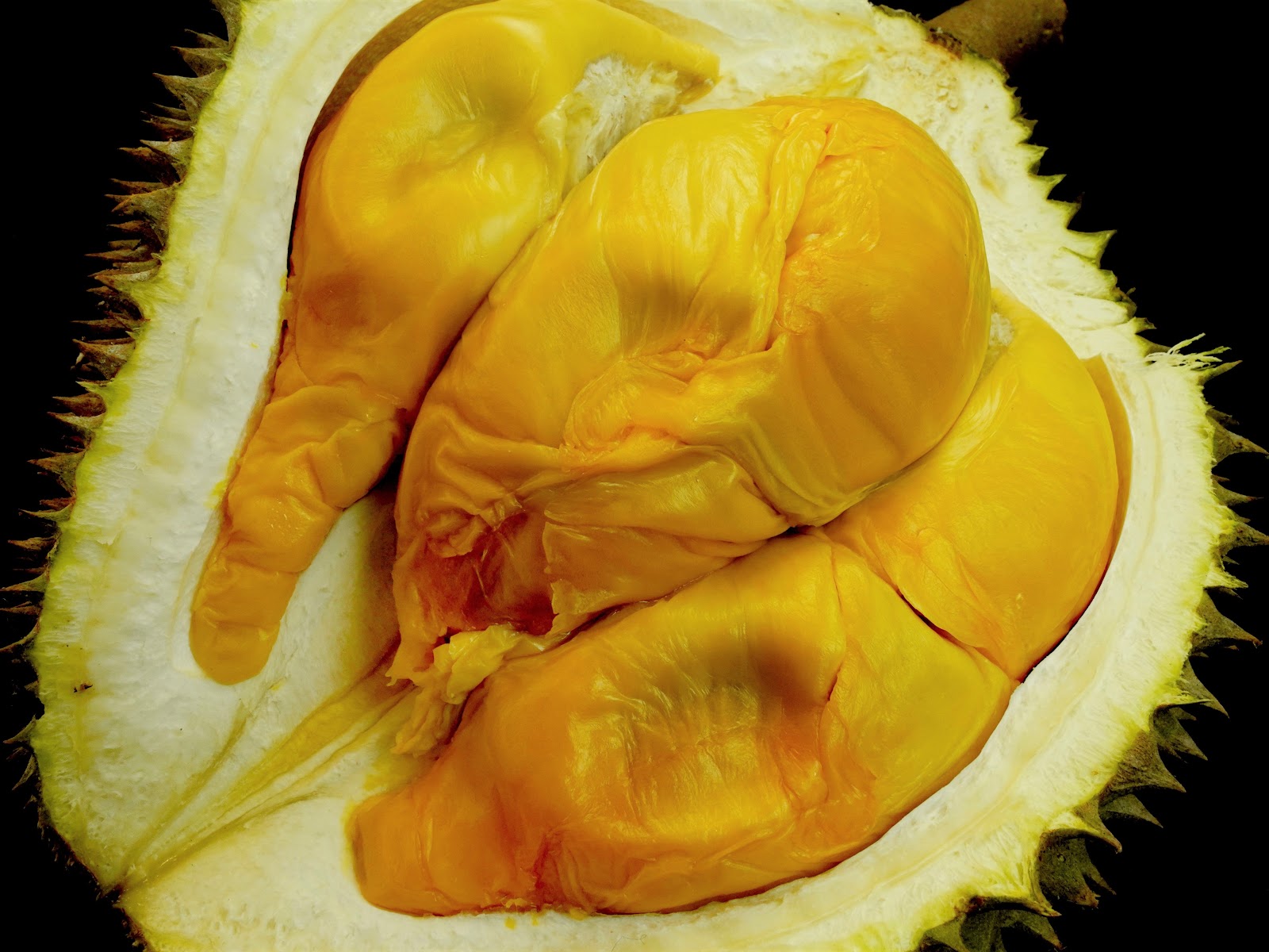 red prawn durian