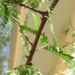 Prosopis spicigerato