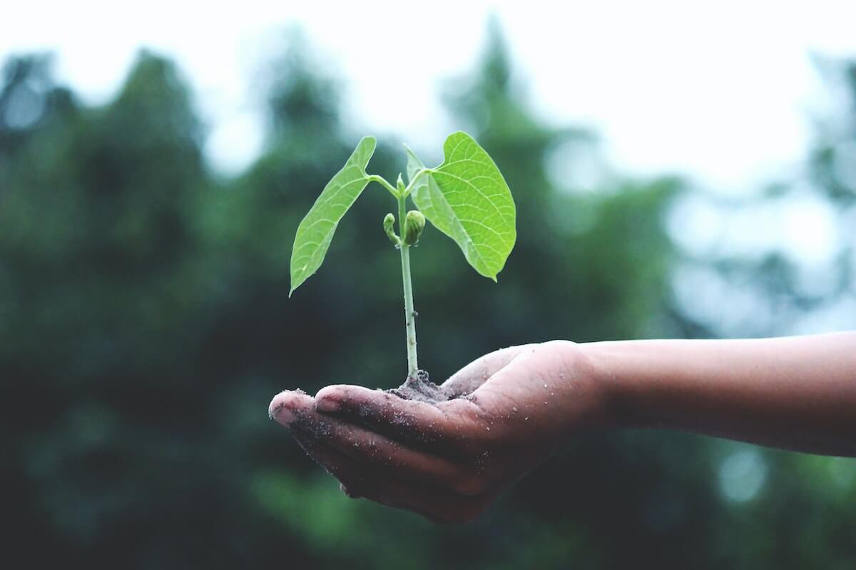 plantă care crește din palmă