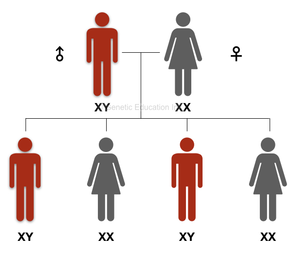 The inheritance pattern of the Y chromosome.