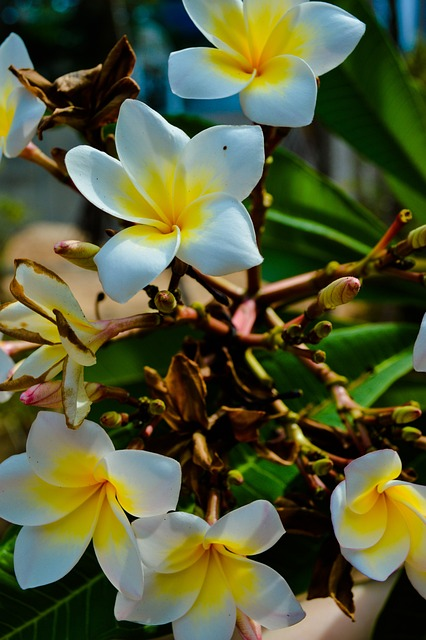 asia, east, flowers