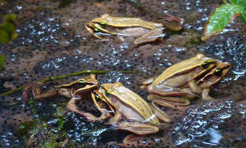 Children’s Eternal Rainforest Reserve