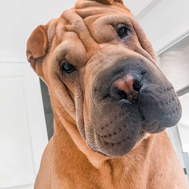 A Sharpei - Breed that Look Like Red Cantonese Bear Dogs