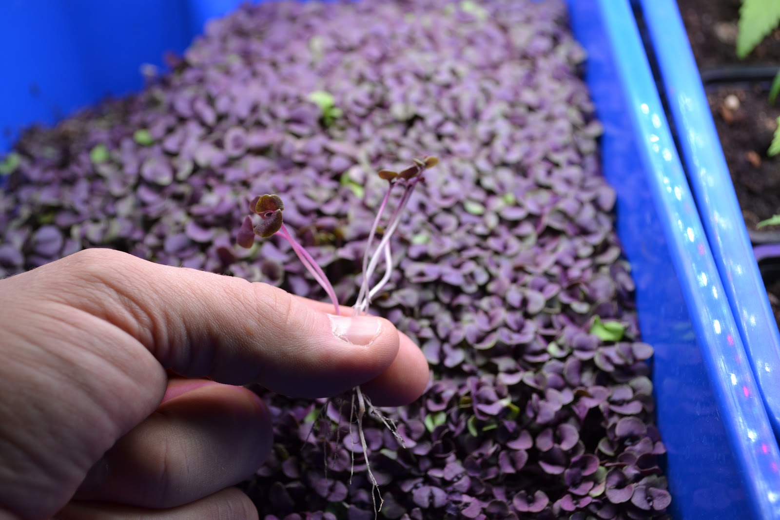 Farmer Jer is holding some purple basil microgreen sprouts ready to harvest at 2.5 inches tall, in this file photo.