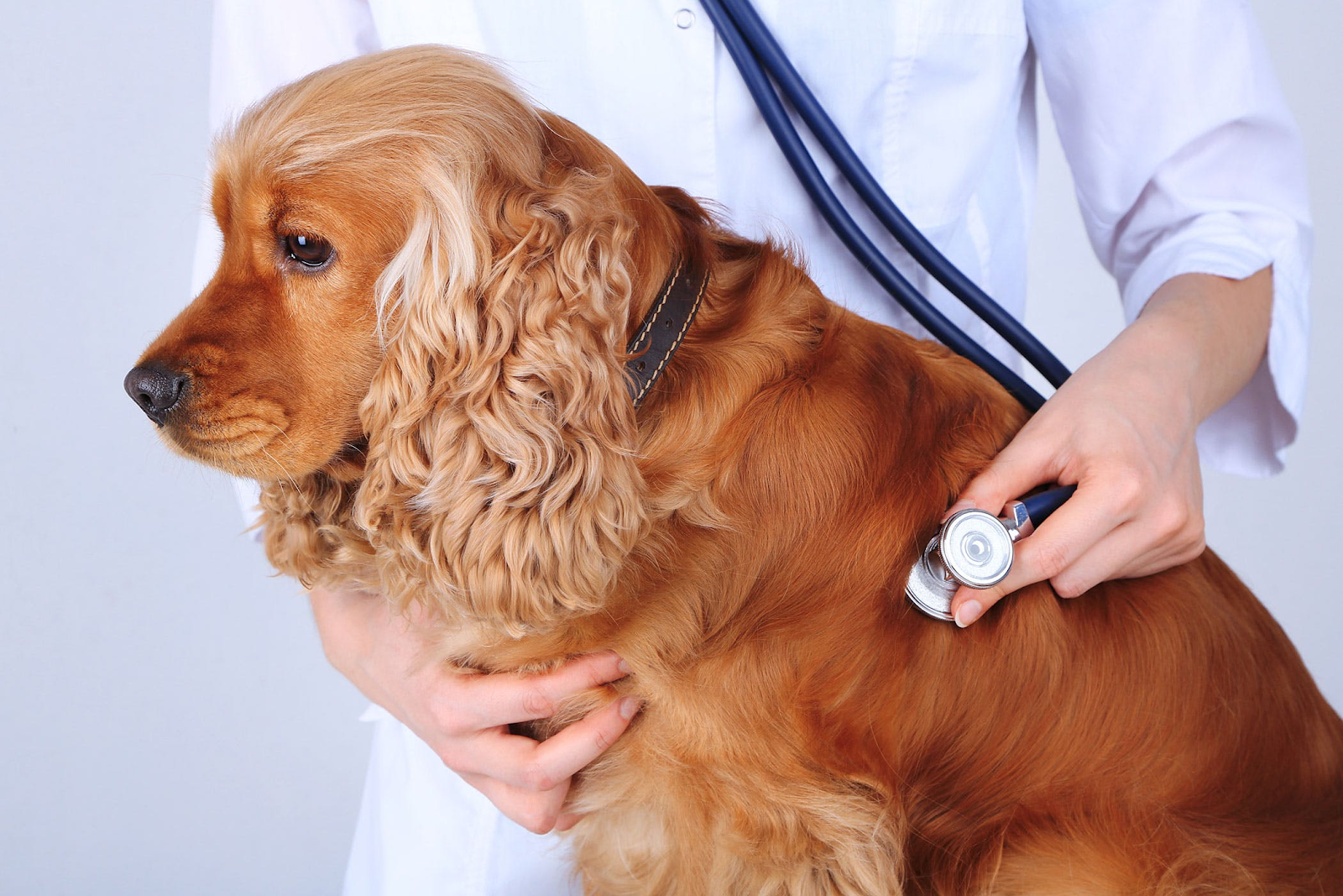 Cách điều trị bệnh u mỡ ở chó tại nhà