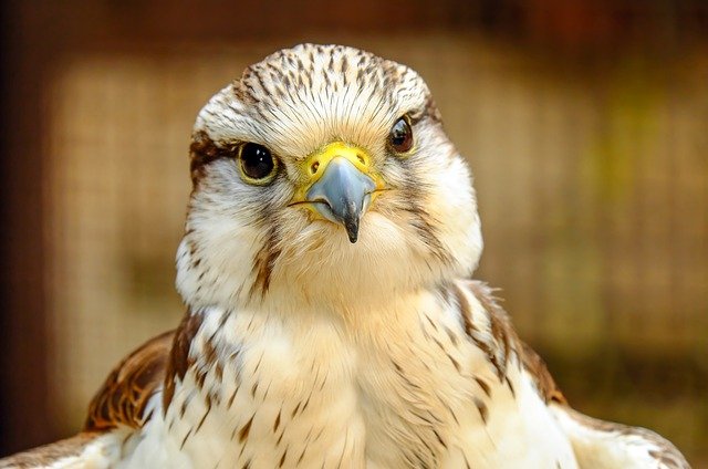 Falcon bird name in hindi