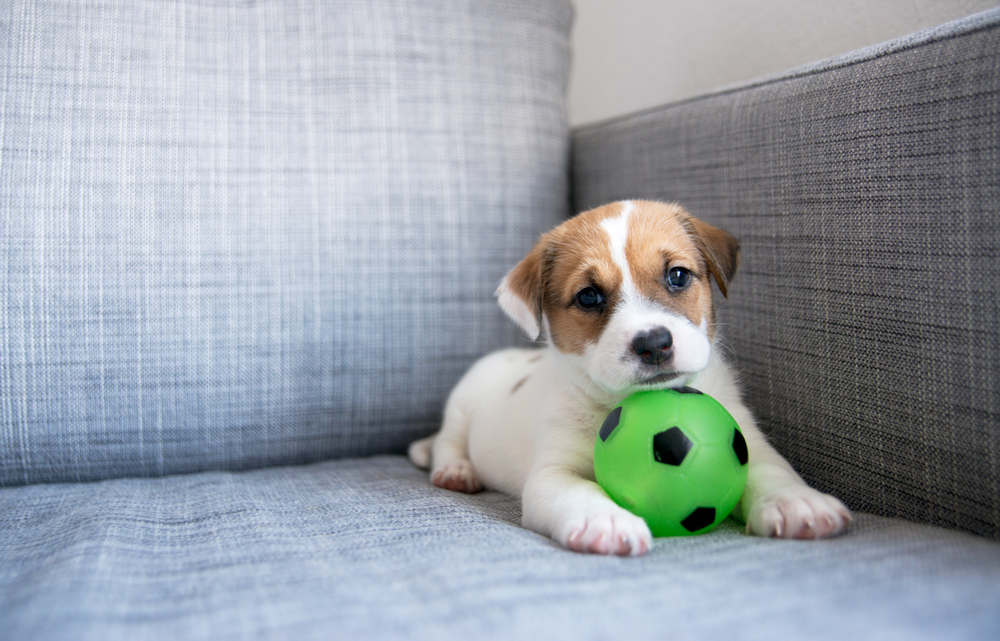 puppy on a couch with a small green football