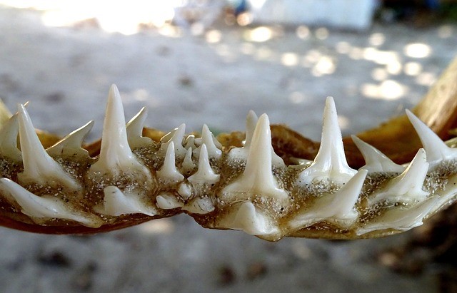 Row of shark teeth