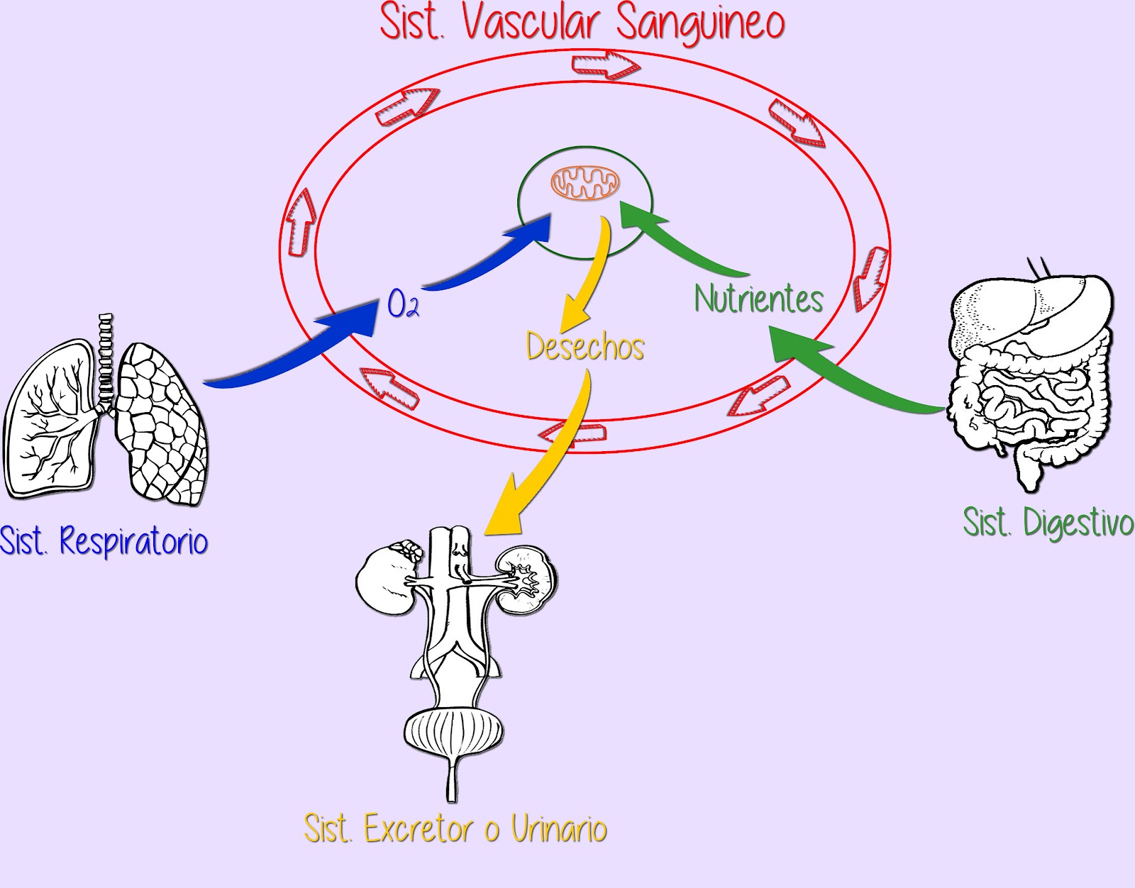 vascular sanguineo.jpg