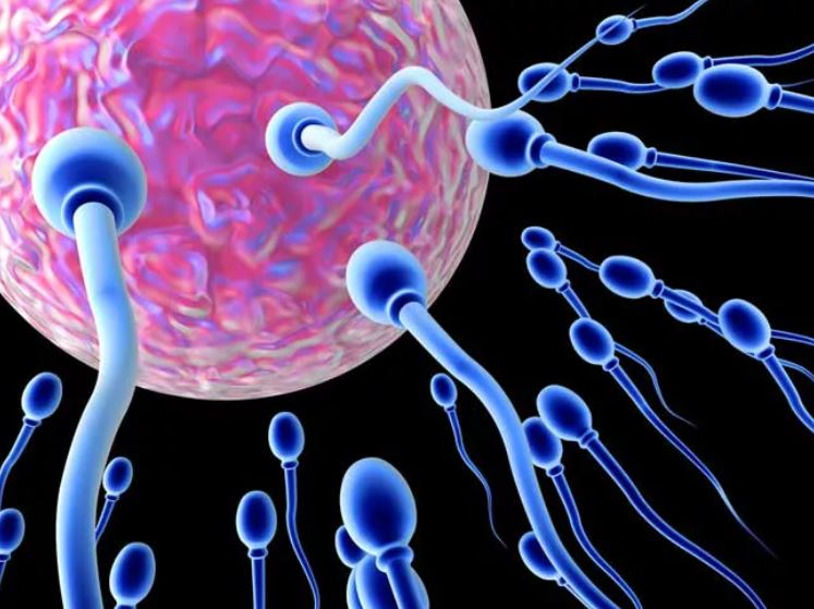 Sperm Count: The Factors of Male Fertility