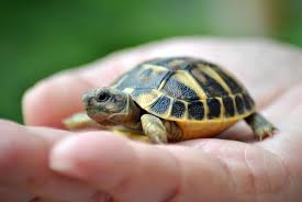 100 Perfect Names for Your Pet Turtle or Tortoise | Turtle names ...
