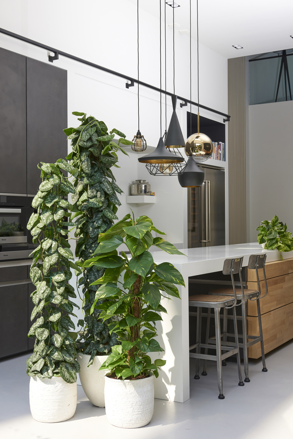 Different colored pothos adding life to a white kitchen space