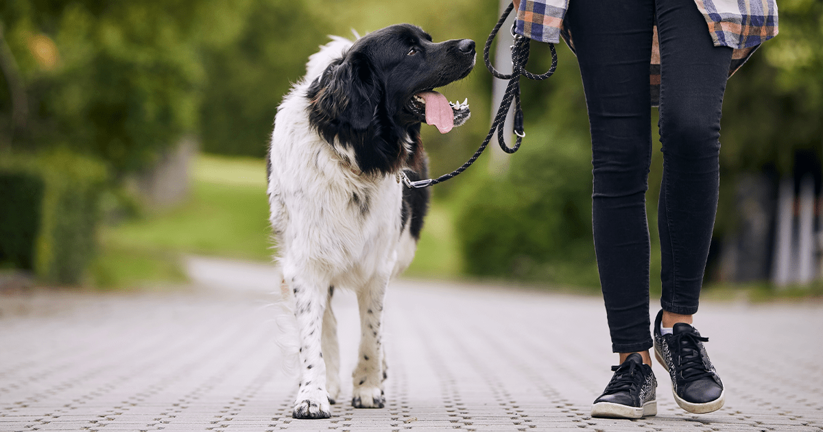 Large long haired black and white dog looking at owner while walking at their side