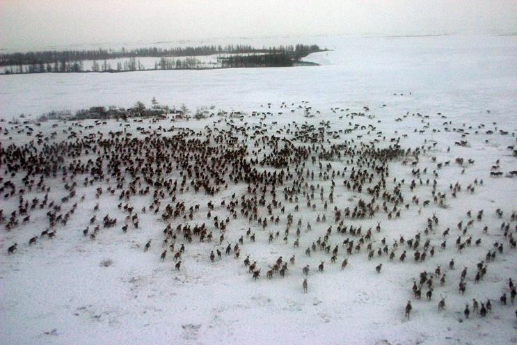 Anthrax sickens 13 in western Siberia, and a thawed-out reindeer corpse may  be to blame - The Washington Post