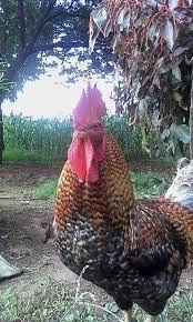 An inbred rooster