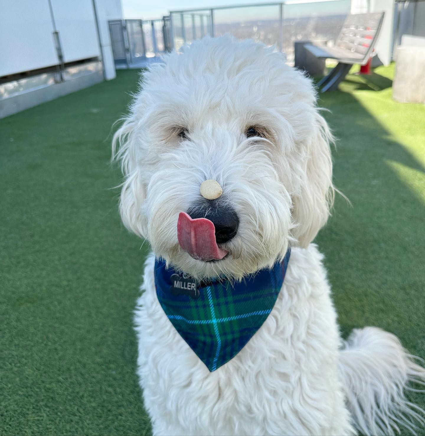 White Goldendoodles