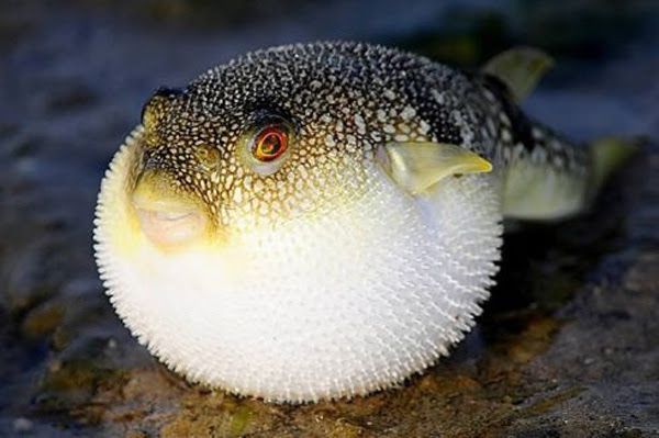 *esse peixinho: