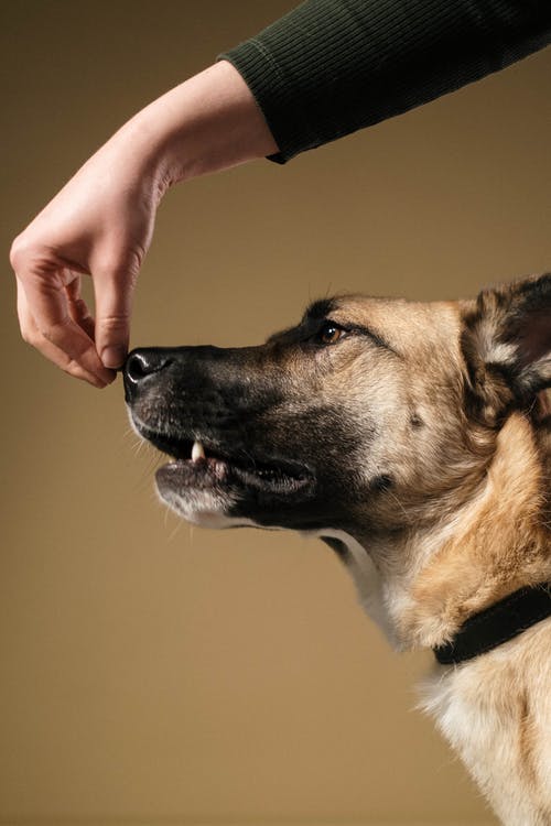 Dog Training - Everything You Need To Know