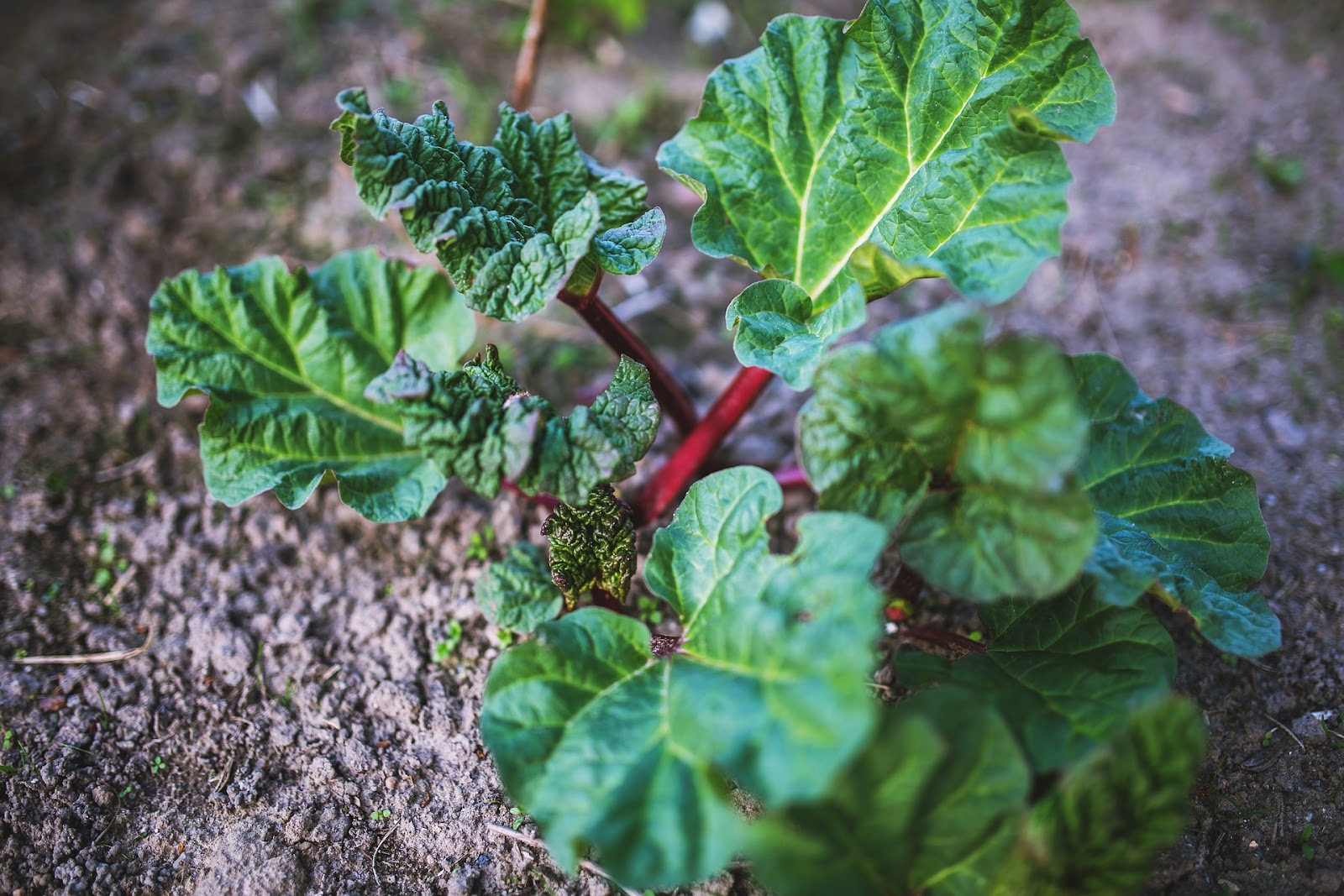 A rhubarb plant in early spring growing new stalks. 