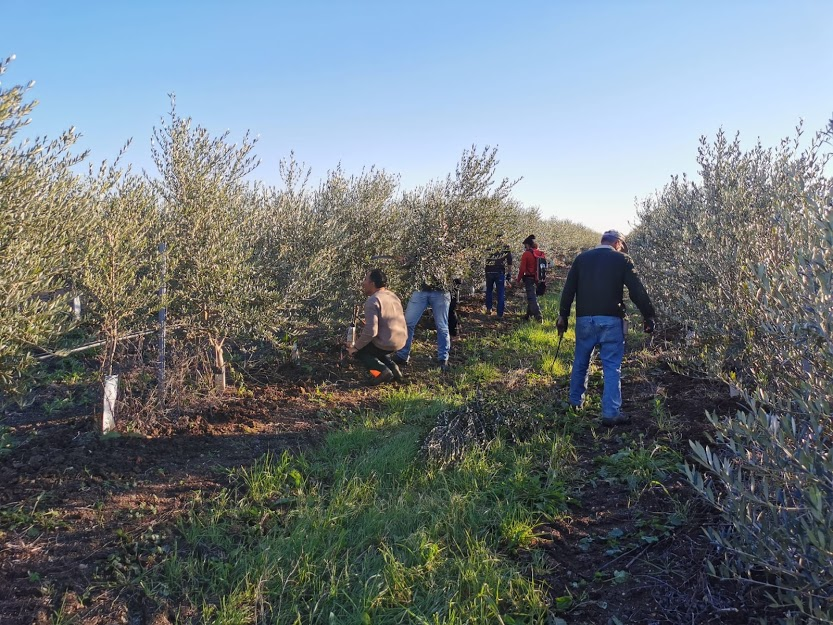 Olive grove pruning ESAO P.A.O