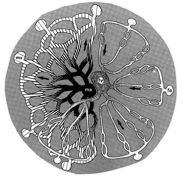 Figure 8: Cross section across a labyrinthine lobule of the guinea pig placenta.