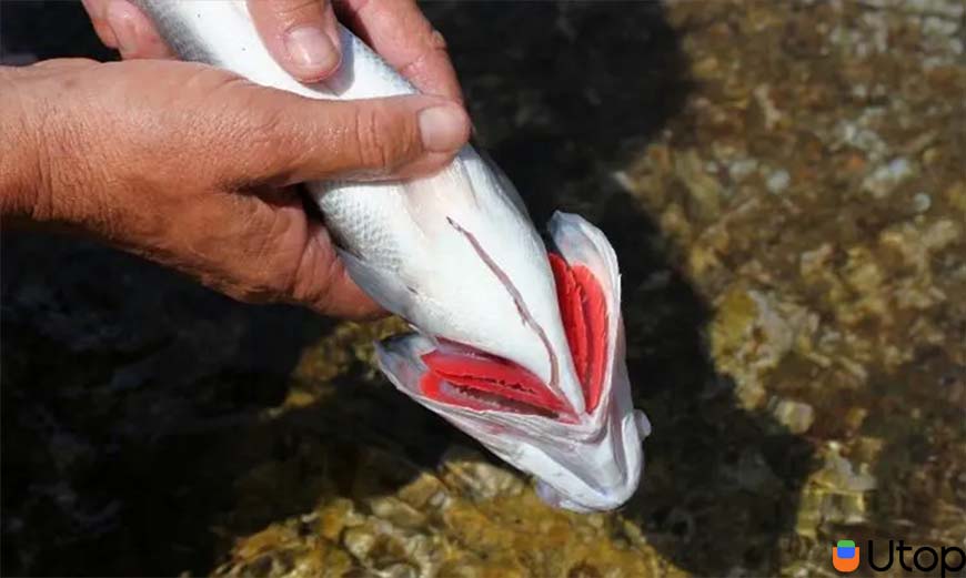 Đối với cá hồi tươi sống