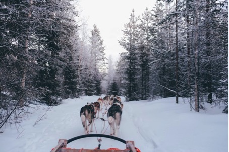 Op de slee in Fins Lapland
