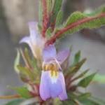 Asteracantha lonifolia