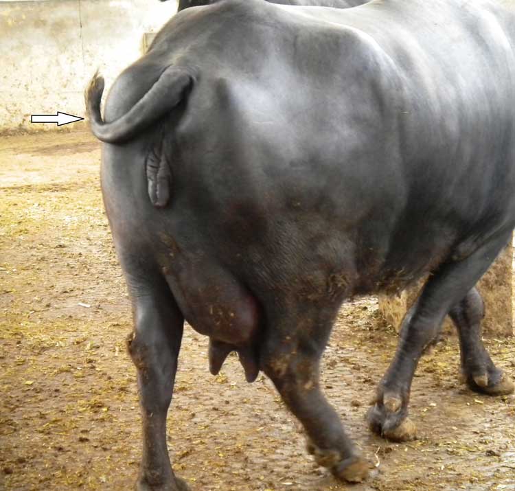 Cambios de comportamiento durante las labores del parto en la búfala. Inquietud debida al dolor, la flecha indica el movimiento lateral de la cola.